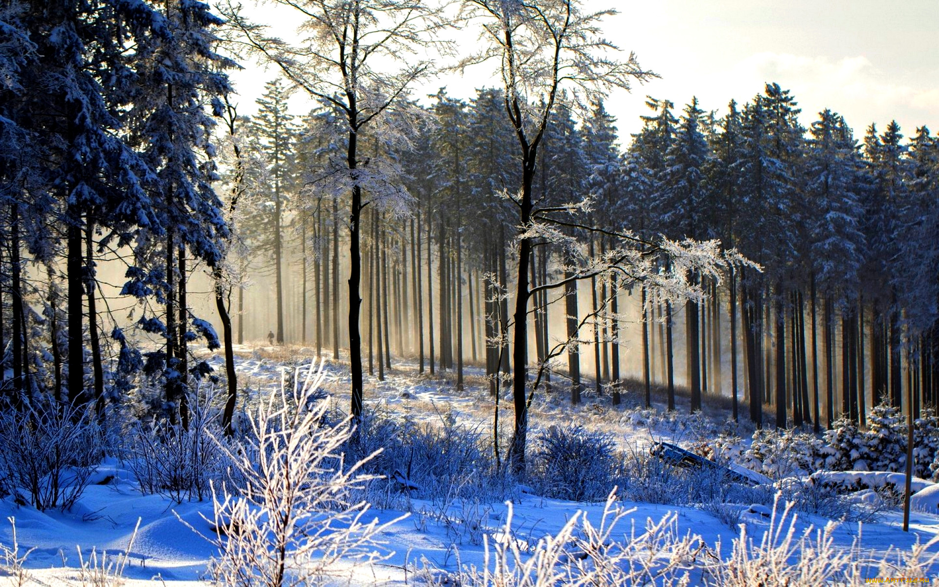 Балашовский зимний лес